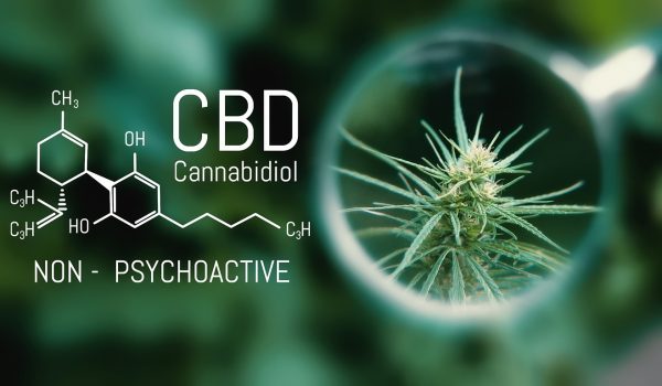 Medical Cannabis and Cannabidiol CBD Oil Chemical Formula. Growing Premium Marijuana products. Influence positive and negative of smoking marijuana on human brain, nervous system, mental activity and functions, cognitive functioning, development Cannabidiol powder