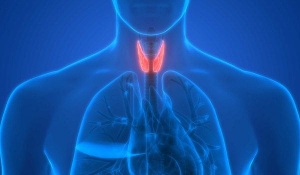 Buy Thyroid powder Thyroid powder
